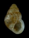 Alvania gagliniae